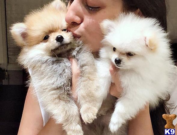 Pomeranian Puppy for Sale Tiny Tea Cup Pomeranian For