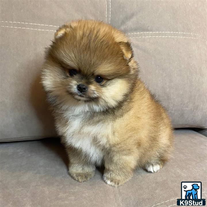 a small pomeranian dog sitting on a couch