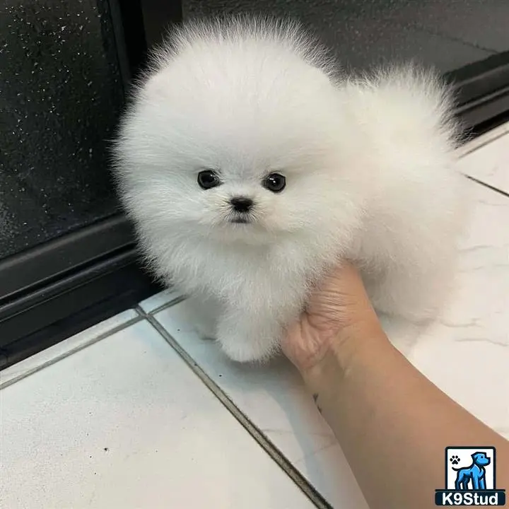 a hand holding a small white pomeranian dog