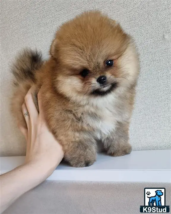 a small pomeranian dog being held by a hand