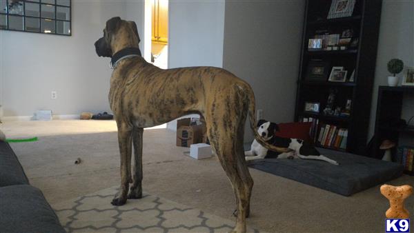 a great dane dog standing on a bed