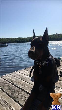 a doberman pinscher dog sitting on a dock
