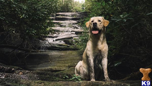 a labrador retriever dog sitting on a rock