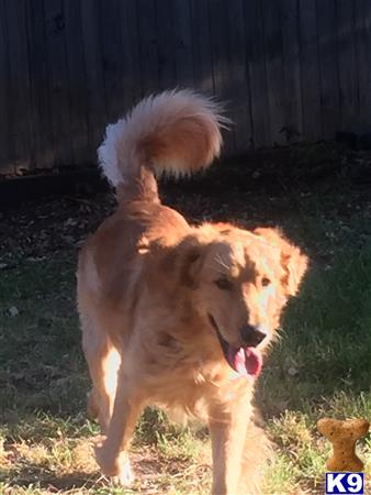 a golden retriever dog standing in the grass