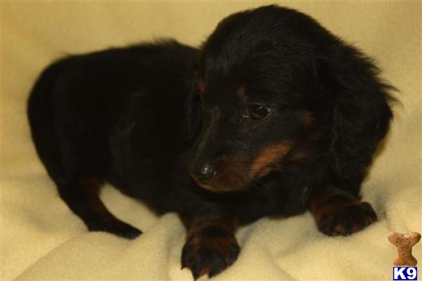 Dachshund Puppy For Sale Daschund Male Solid Black 10 Years Old