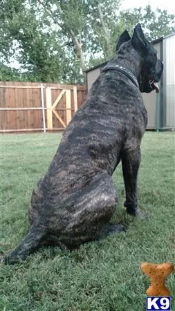 a presa canario dog standing on grass