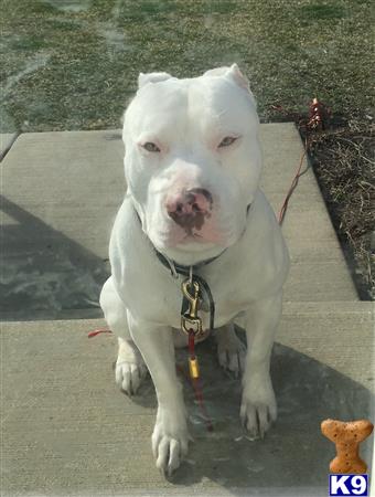 a white american pit bull dog with a leash