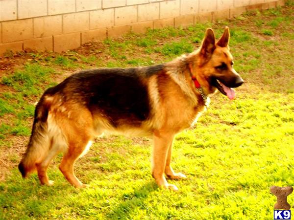 a german shepherd dog standing on grass