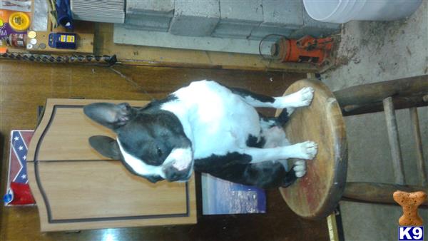 a boston terrier dog lying on a table