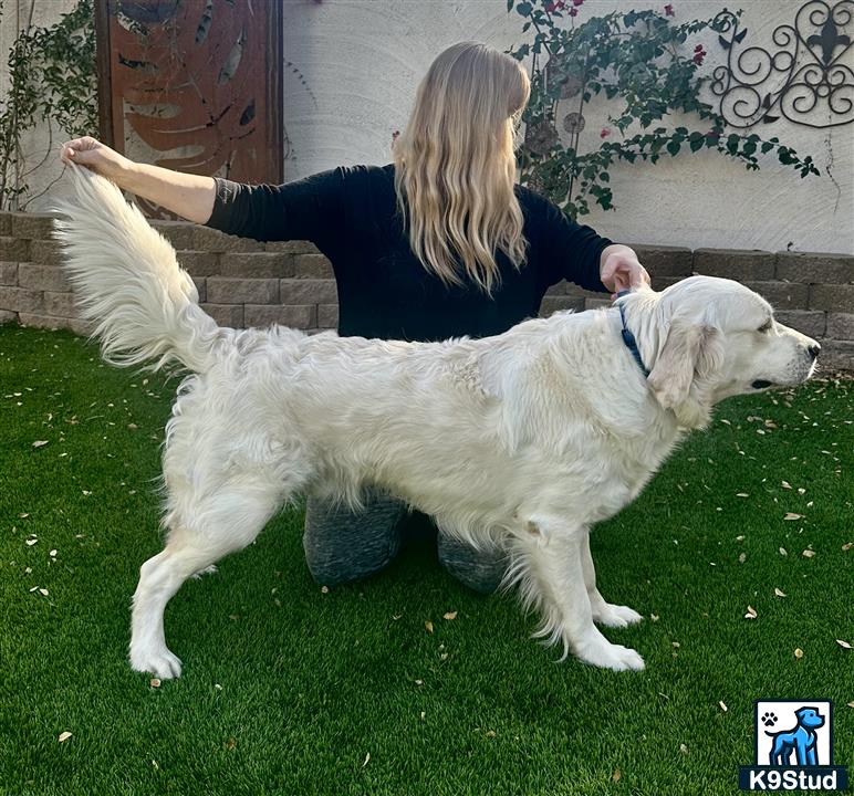 a person sitting on a couch with a golden retriever dog