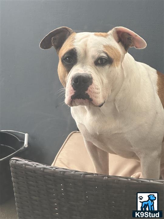 a american bulldog dog sitting on a trash can