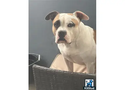 a american bulldog dog sitting on a trash can