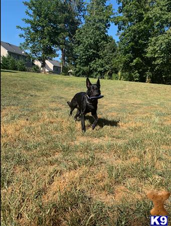 a german shepherd dog running in a field