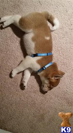 a shiba inu dog lying on its back