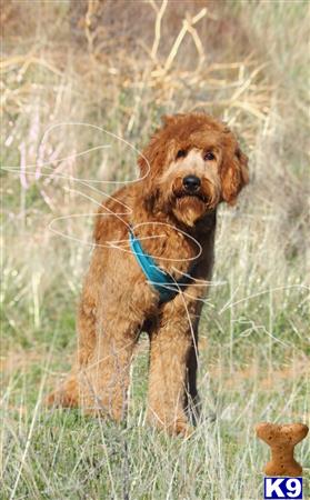 a goldendoodles dog standing in a field