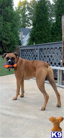 a boxer dog with a toy in its mouth