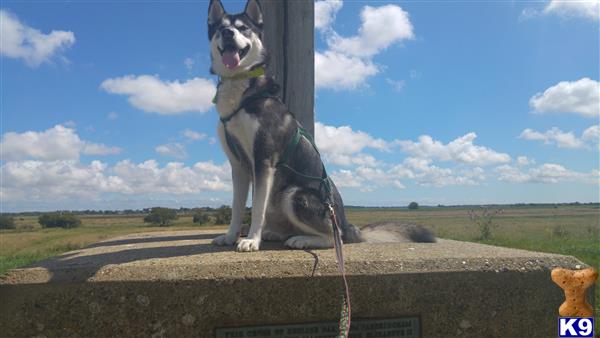 a siberian husky dog standing on a concrete ledge