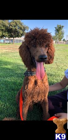 a poodle dog sitting on grass