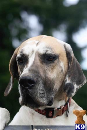 a great dane dog with a red collar