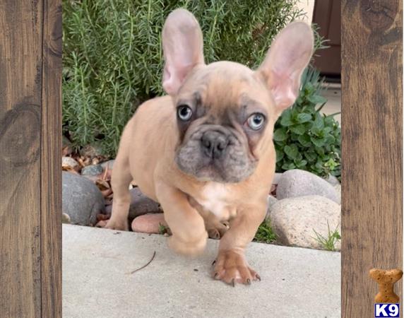 a french bulldog dog with a human face
