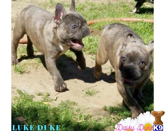 a french bulldog dog and a french bulldog dog standing on dirt
