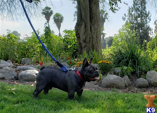 a french bulldog dog on a leash