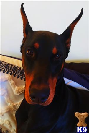 a doberman pinscher dog with its mouth open