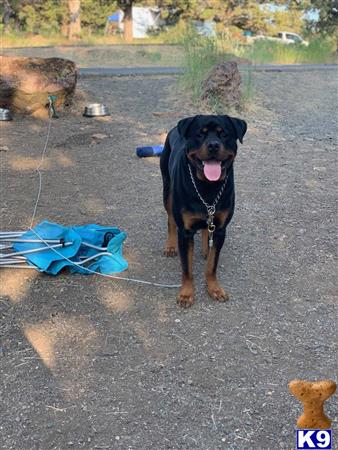 a rottweiler dog on a leash