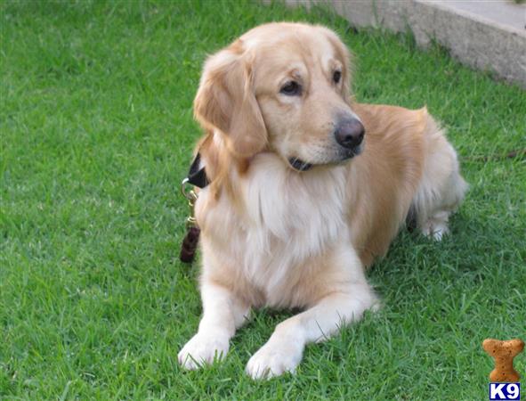 a golden retriever dog lying on grass