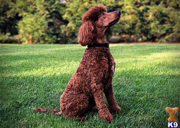 a poodle dog sitting in the grass