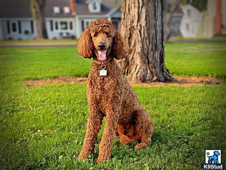 a poodle dog sitting on grass by a tree