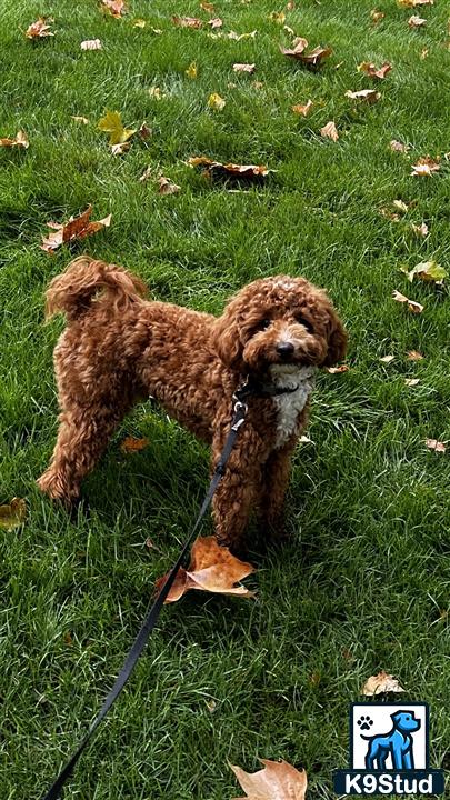 a poodle dog on a leash on grass