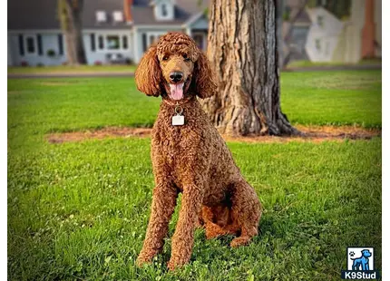 a poodle dog sitting on grass by a tree