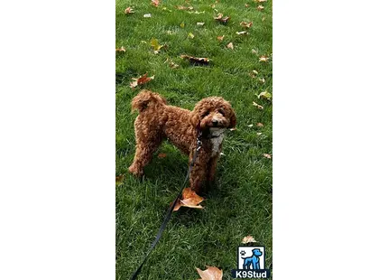 a poodle dog on a leash on grass