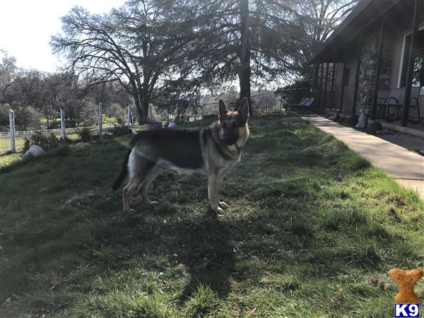 a german shepherd dog standing on grass