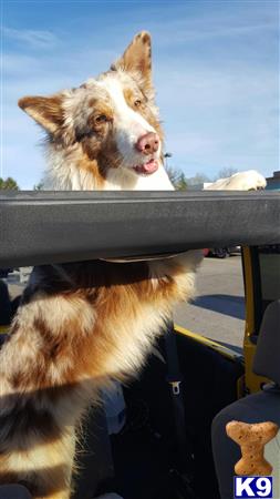 a australian shepherd dog sitting on a tractor