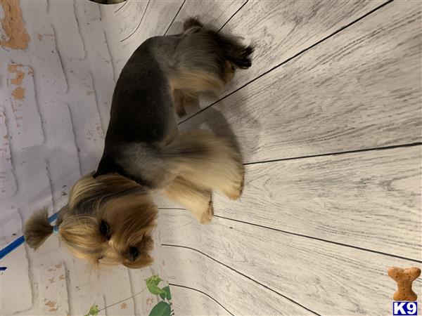 a couple of yorkshire terrier dogs on a wooden floor