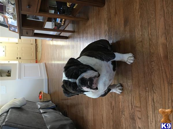 a english bulldog dog lying on the floor