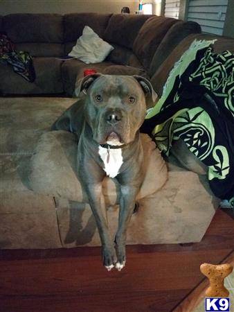 a american bully dog sitting on a couch