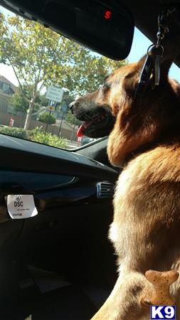 a german shepherd dog licking a window