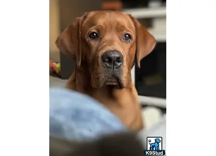 a labrador retriever dog looking at the camera