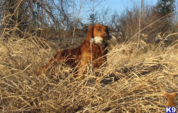 a golden retriever dog lying in a field