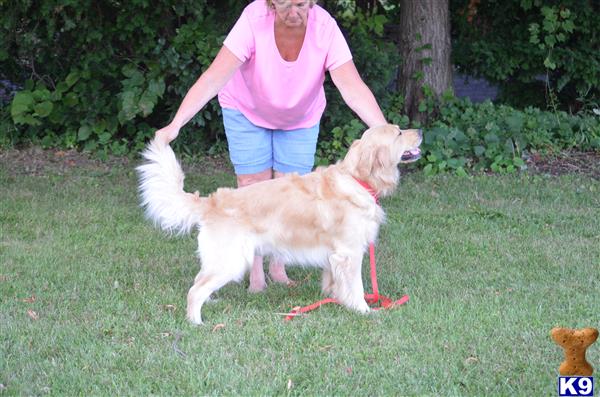 a person walking a golden retriever dog