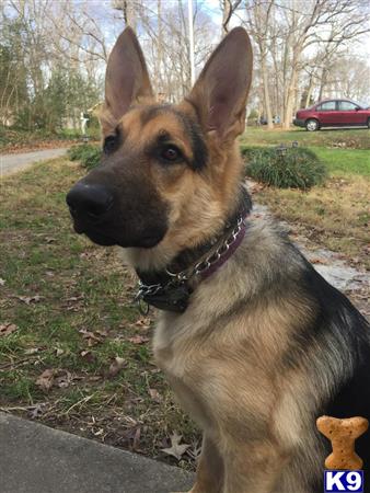 a german shepherd dog sitting on grass