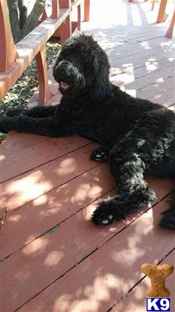 a black goldendoodles dog lying on a wooden floor