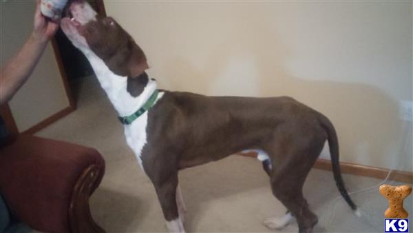 a great dane dog standing on a couch