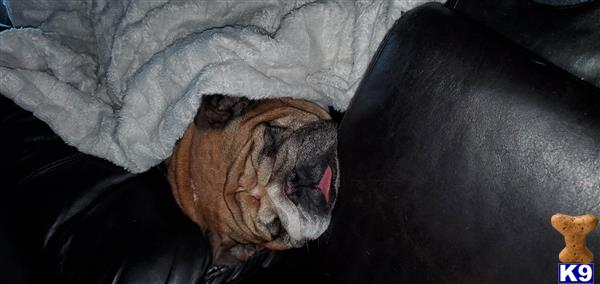 a english bulldog dog lying on a couch
