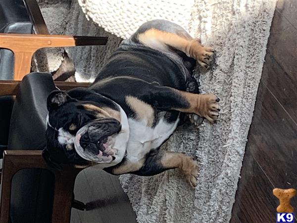 a english bulldog dog lying on a chair