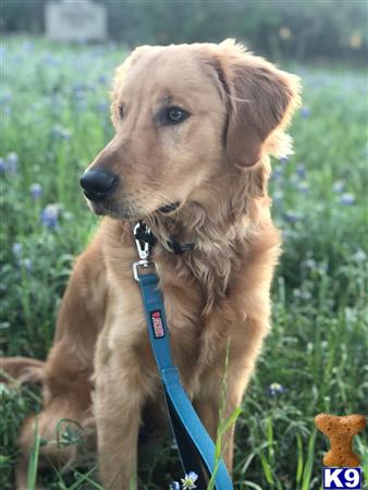 a golden retriever dog sitting in a grassy area