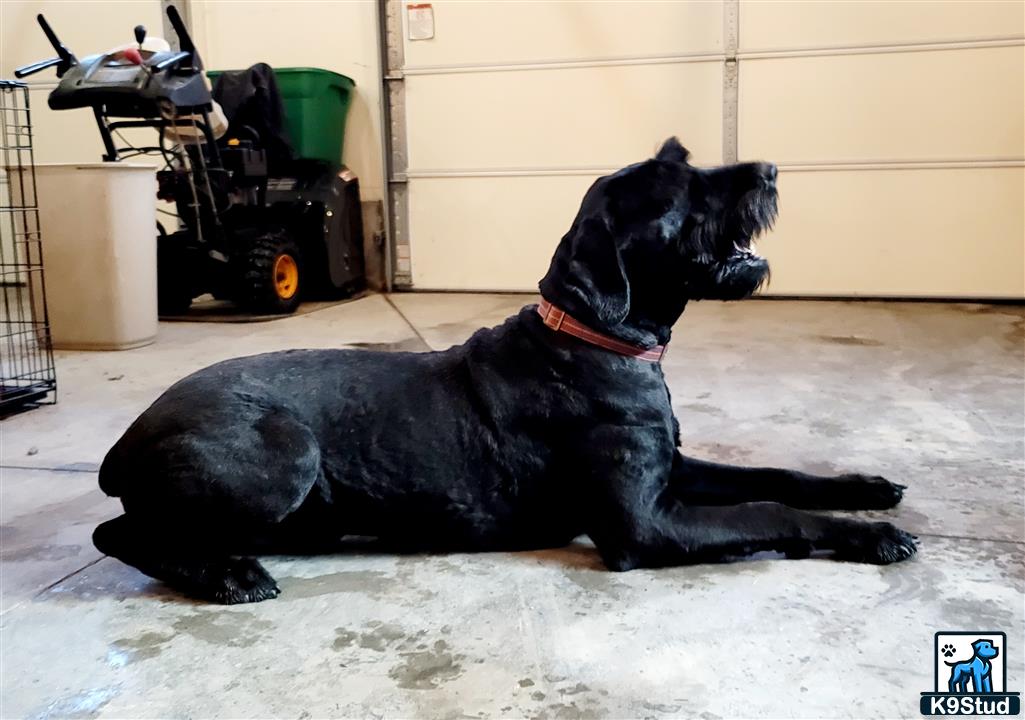 a black giant schnauzer dog lying on the floor